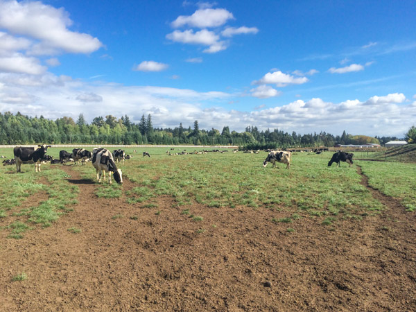 Pacific Foods - Pasture to Plate