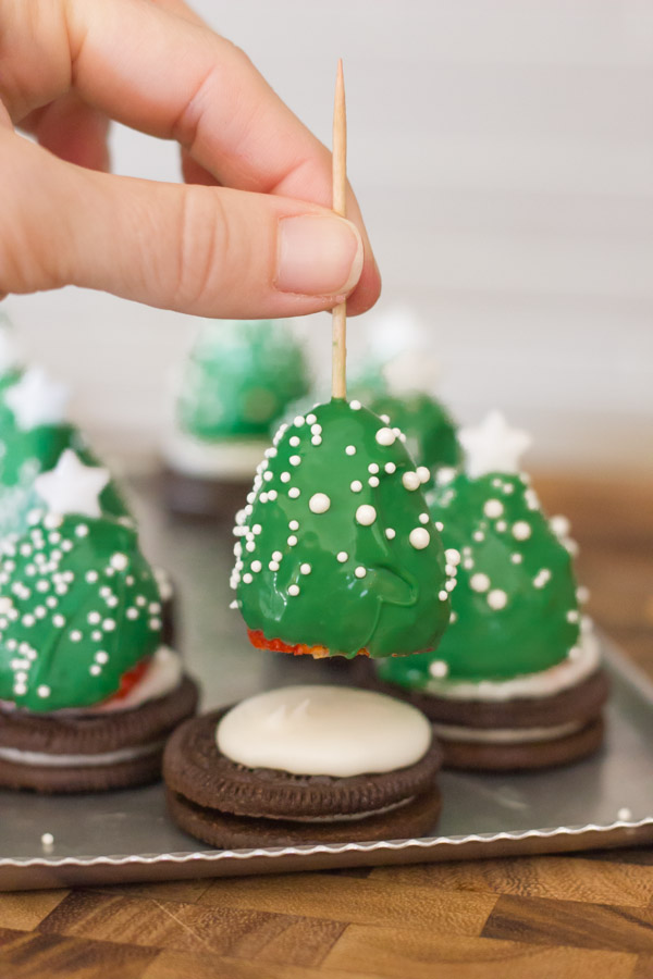 A candy coated strawberry on a toothpick being placed on an Oreo covered with icing, with completed Covered Strawberry Christmas Trees in the background. 