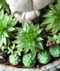 Succulents