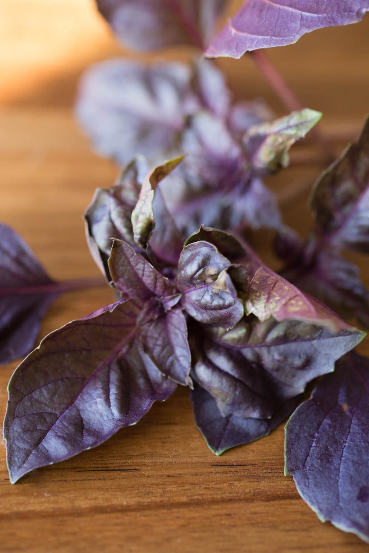 Close-up view of fresh purple basil leaves.
