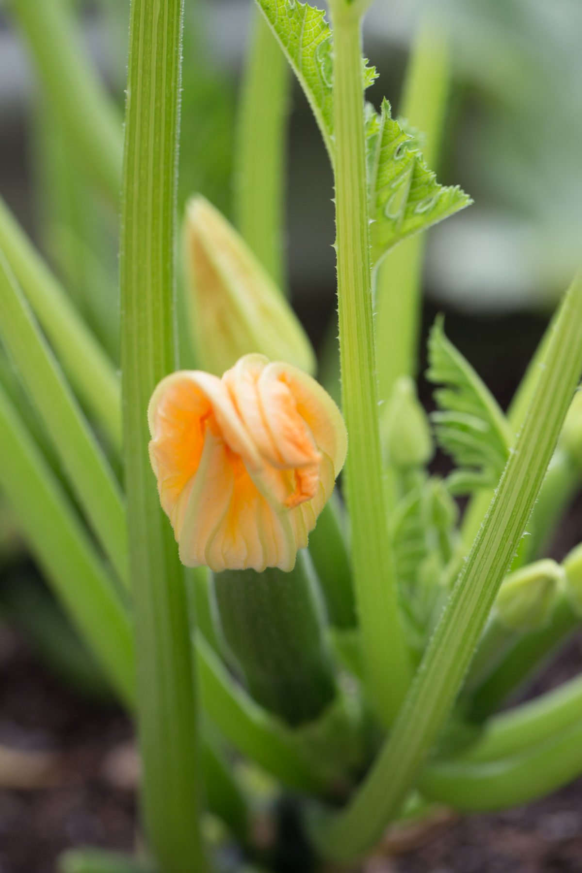 Up close view of zucchini blossom. 