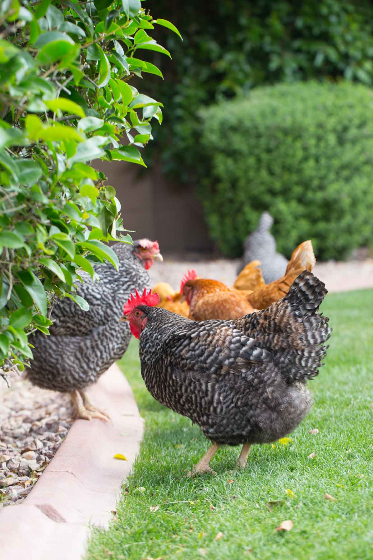 Flock of backyard chickens