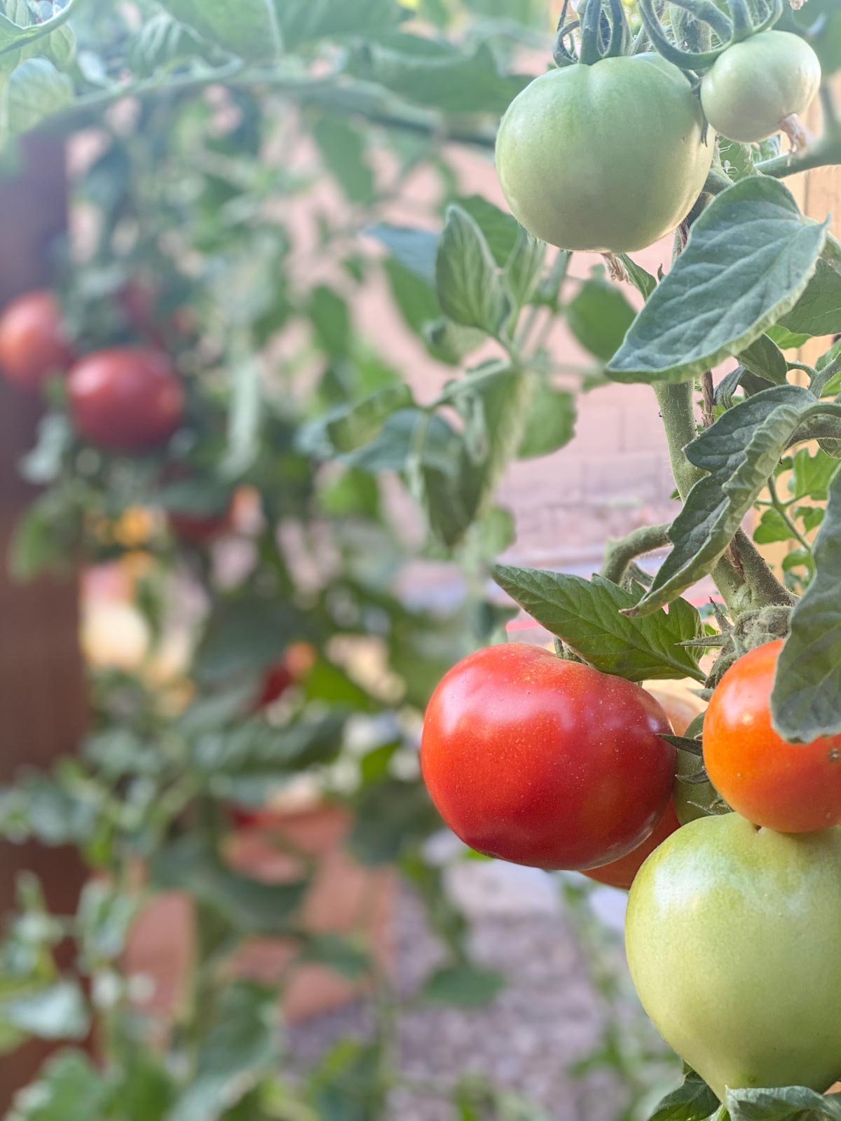 Close up shot of tomatoes growing on a vine.  